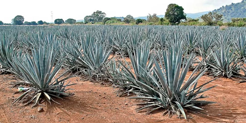 Agave-Field